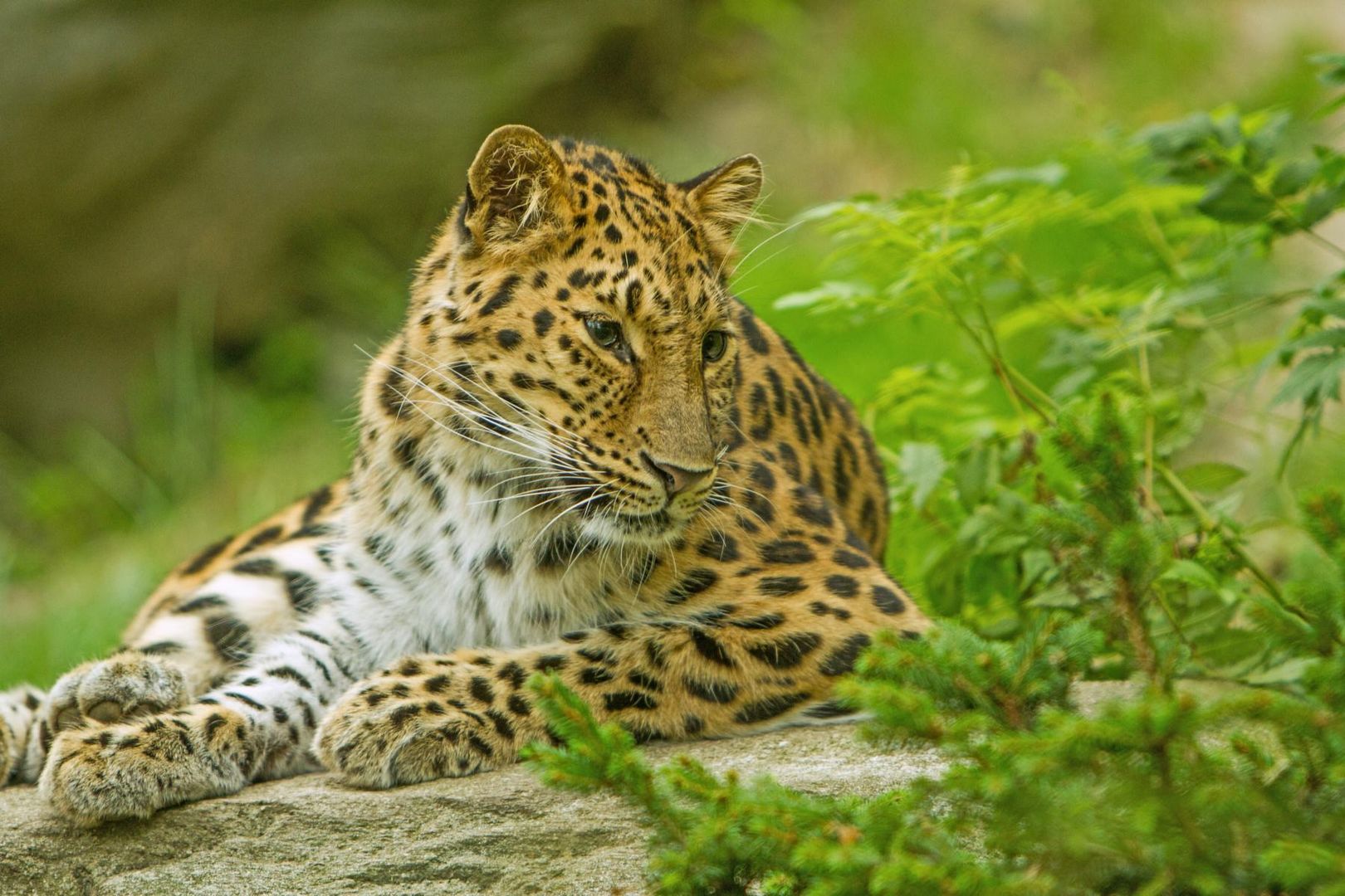 Leopard im Leipziger Zoo