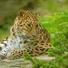 Leopard im Leipziger Zoo