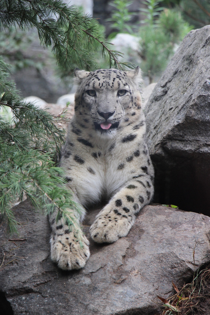 Leopard im Leipziger Zoo 