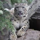 Leopard im Leipziger Zoo 