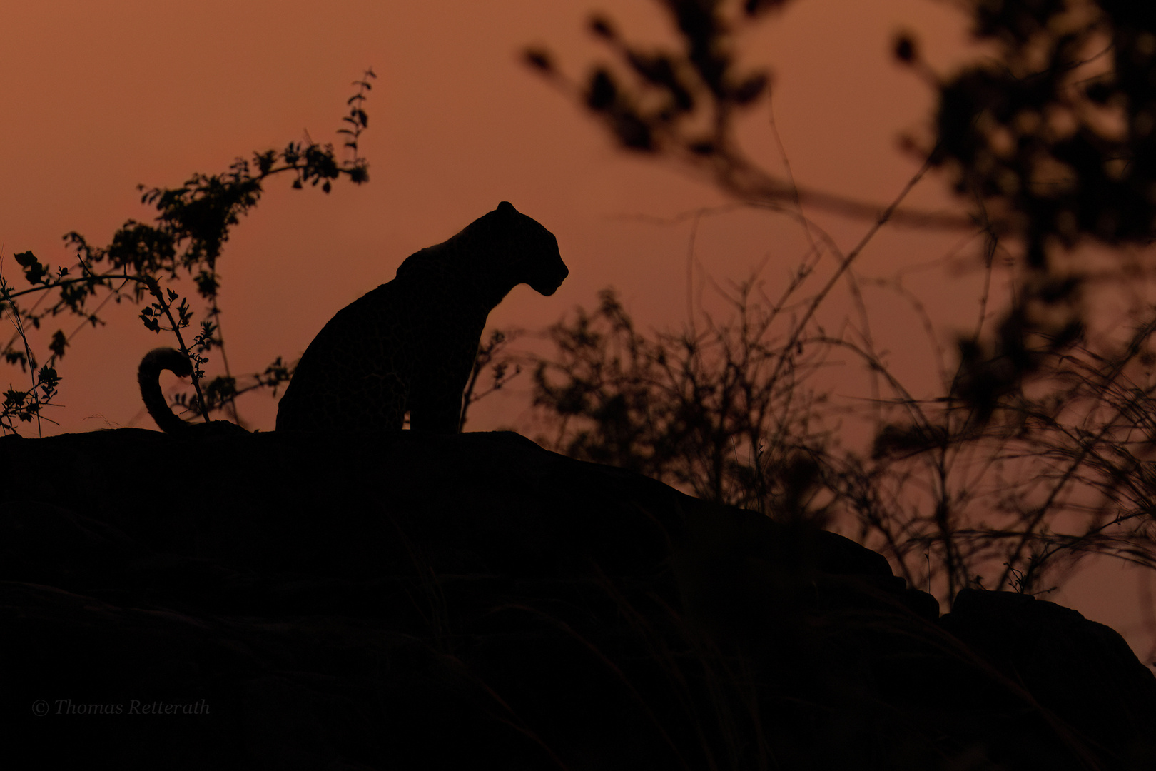 Leopard im letzten Licht