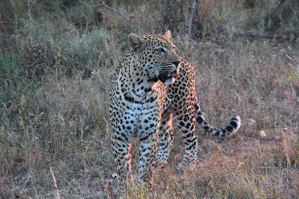 Leopard im letzten Sonnenlicht.