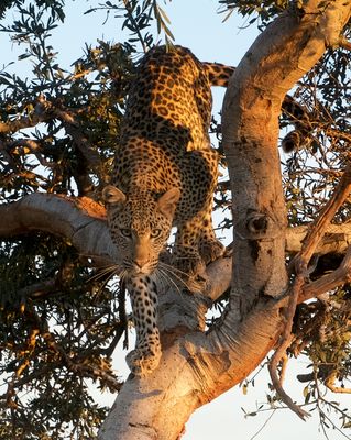 Leopard im Licht der Abendsonne