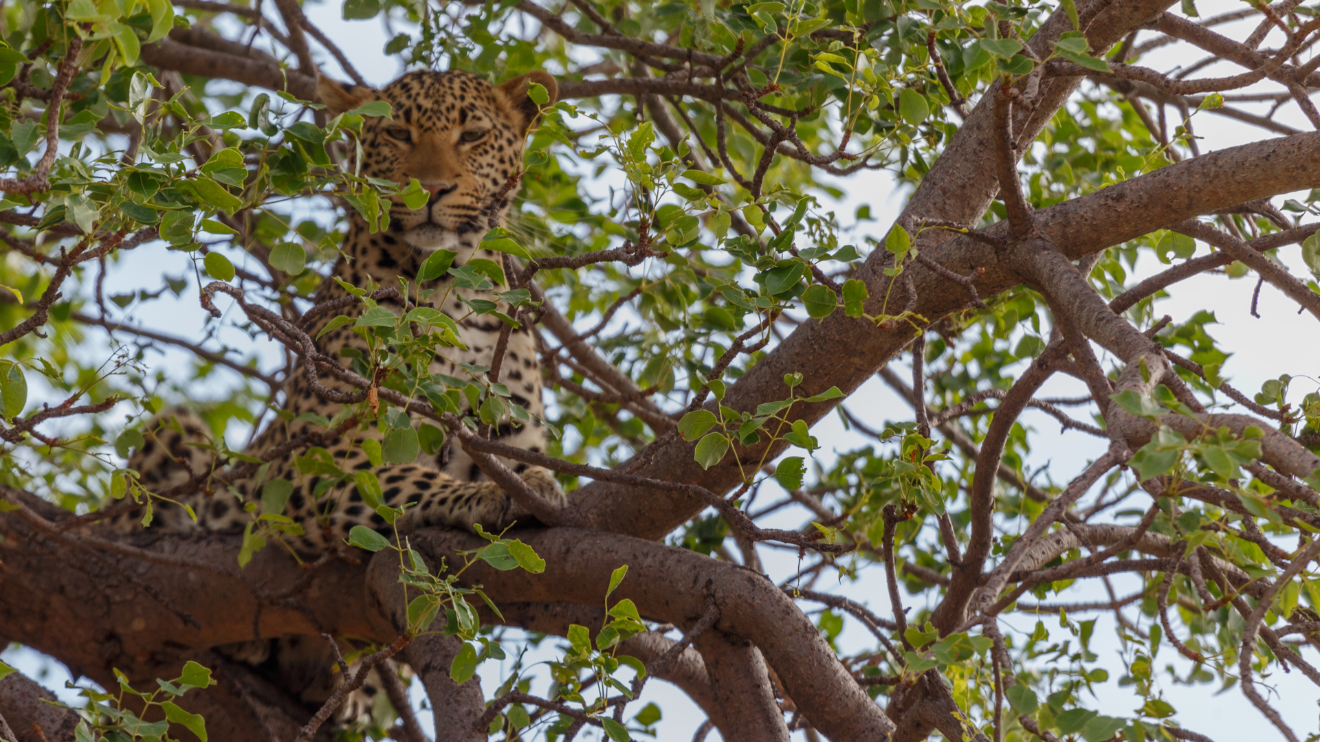 Leopard im Madikwe Game Reserve