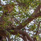 Leopard im Madikwe Game Reserve