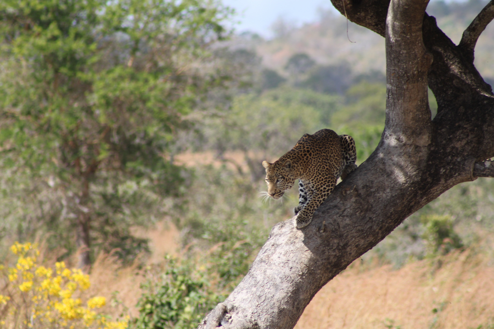 Leopard im Mikumi-Nationalpark Tanzania