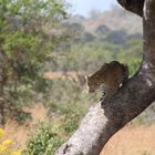 Leopard im Mikumi-Nationalpark Tanzania