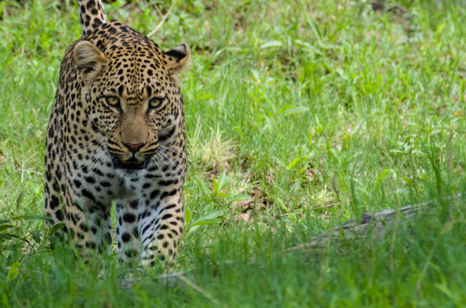 Leopard im Moremi