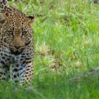 Leopard im Moremi