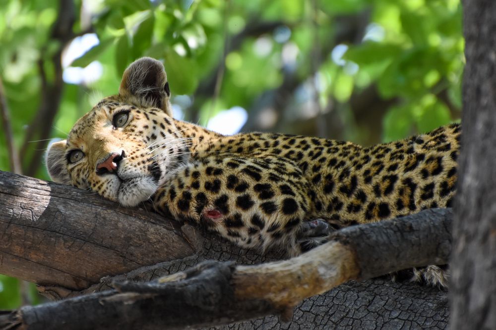 Leopard im Moremi Game Reserve