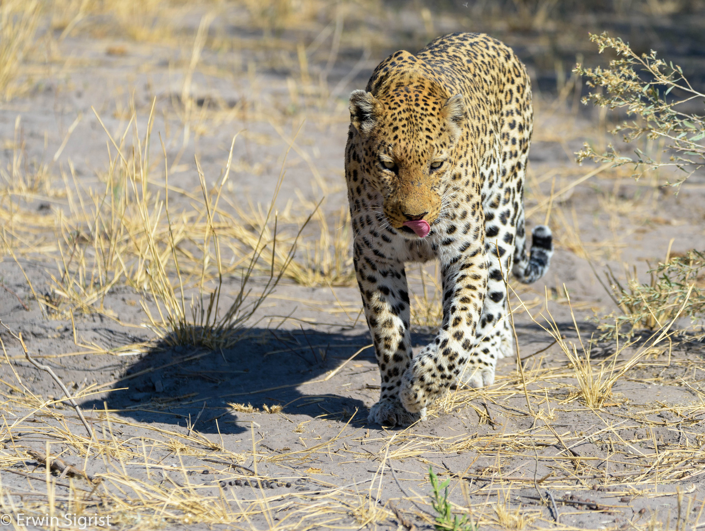 Leopard im Moremi Nat. Reserve - Botswana