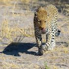 Leopard im Moremi Nat. Reserve - Botswana