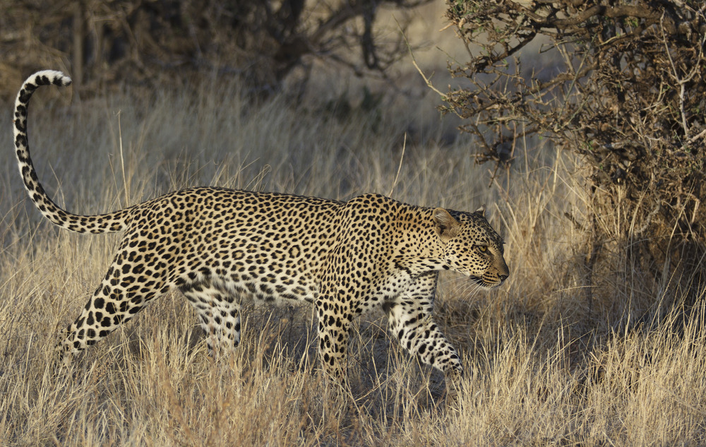 Leopard im Morgenlicht