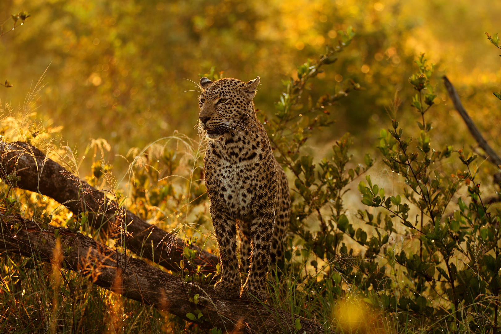 Leopard im Morgentau