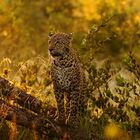 Leopard im Morgentau