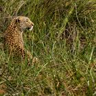 Leopard im Okavango