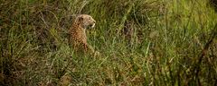 Leopard im Okavango