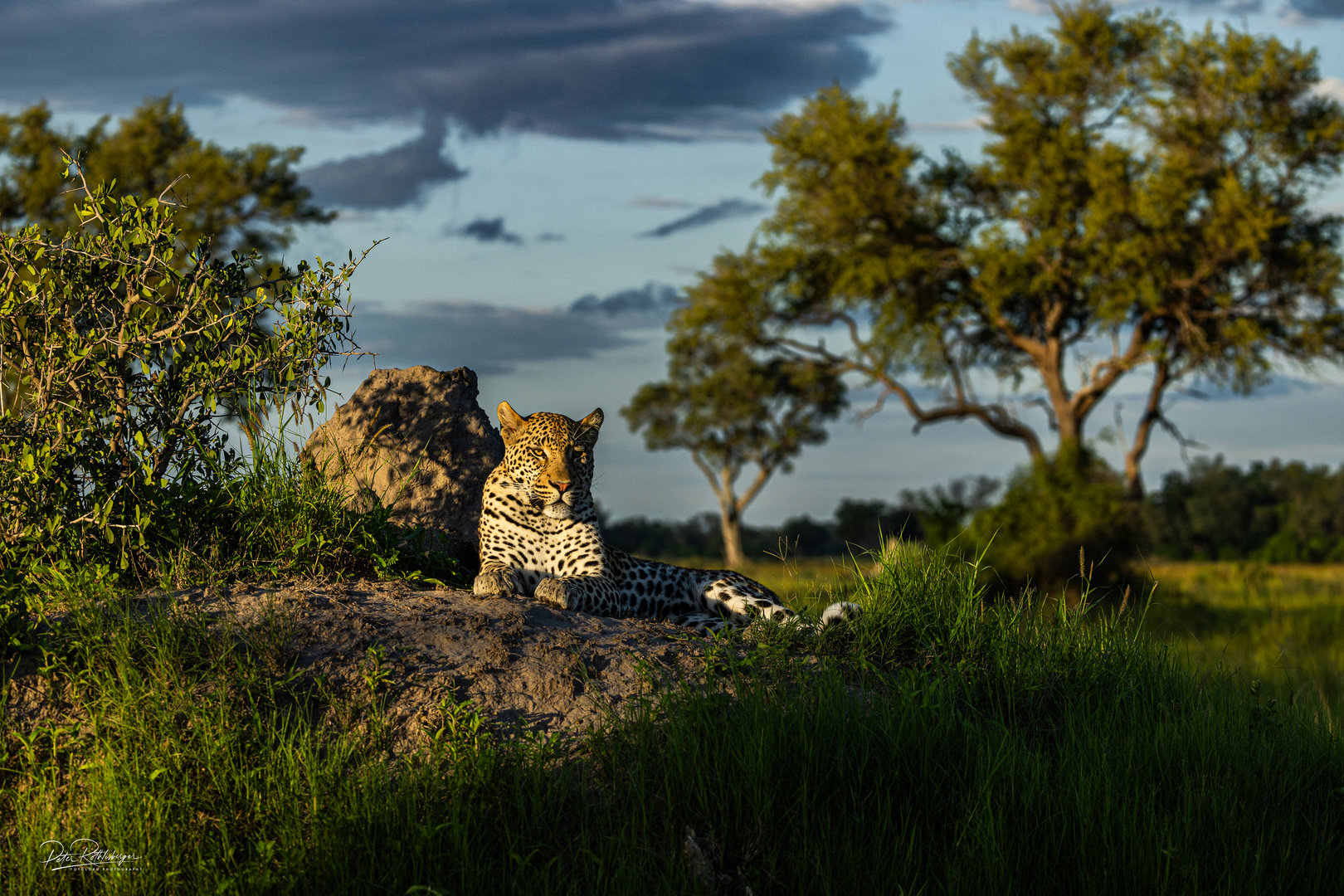 Leopard im okavango 