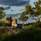 Leopard im okavango 