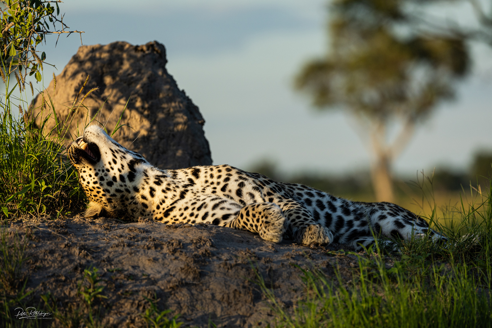 Leopard im okavango 