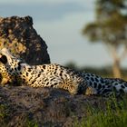 Leopard im okavango 