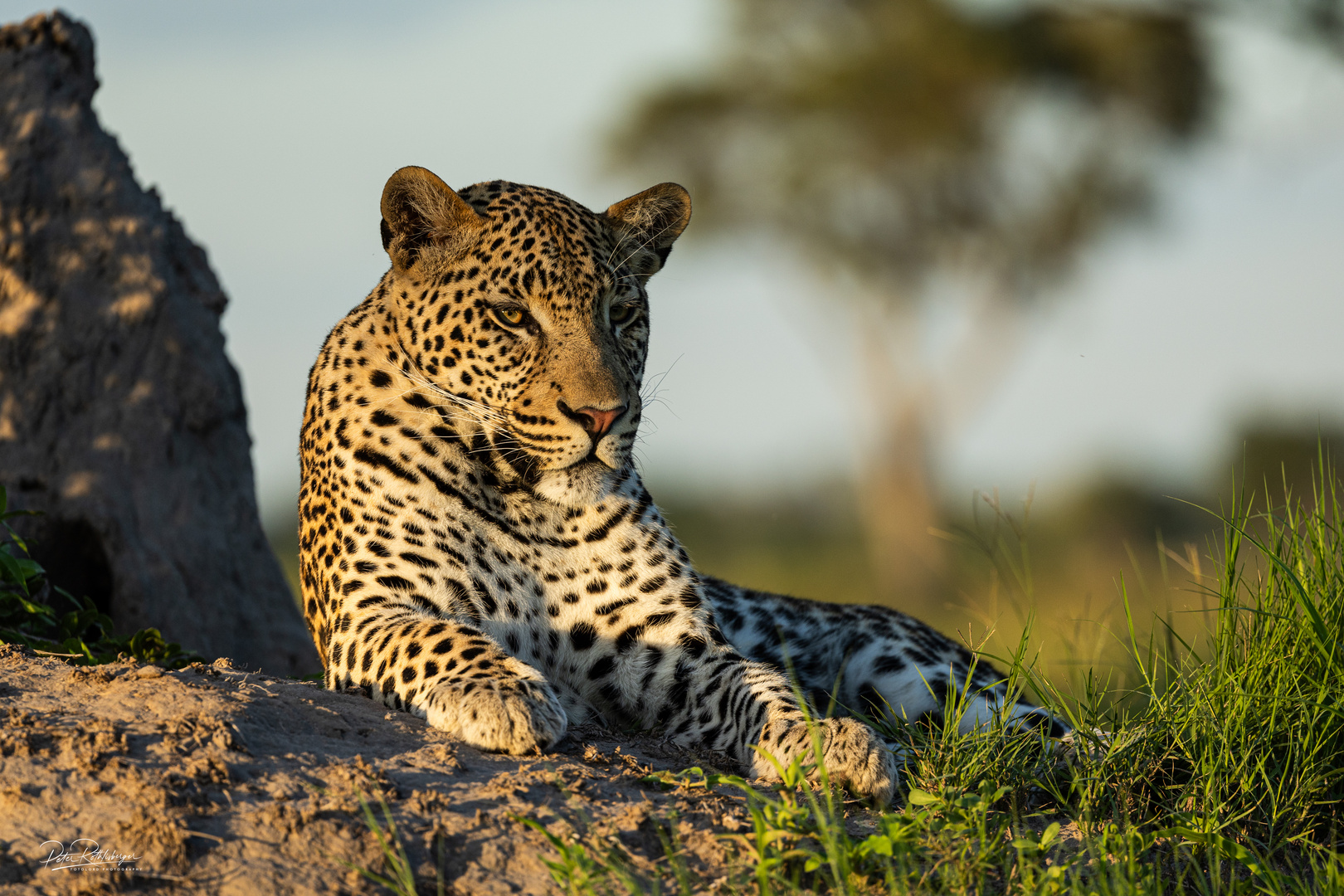 Leopard im okavango 