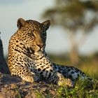 Leopard im okavango 