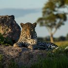 Leopard im okavango 