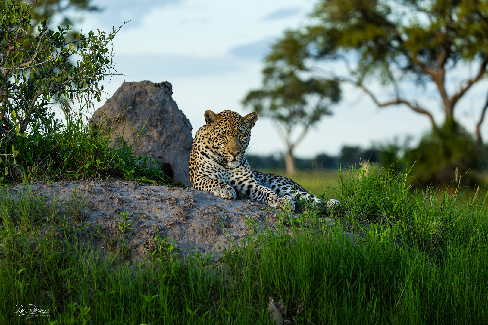 Leopard im okavango 