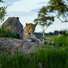 Leopard im okavango 