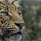 Leopard im "Parque Ecologico Aguilas del Teide" - Teneriffa