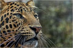 Leopard im "Parque Ecologico Aguilas del Teide" - Teneriffa