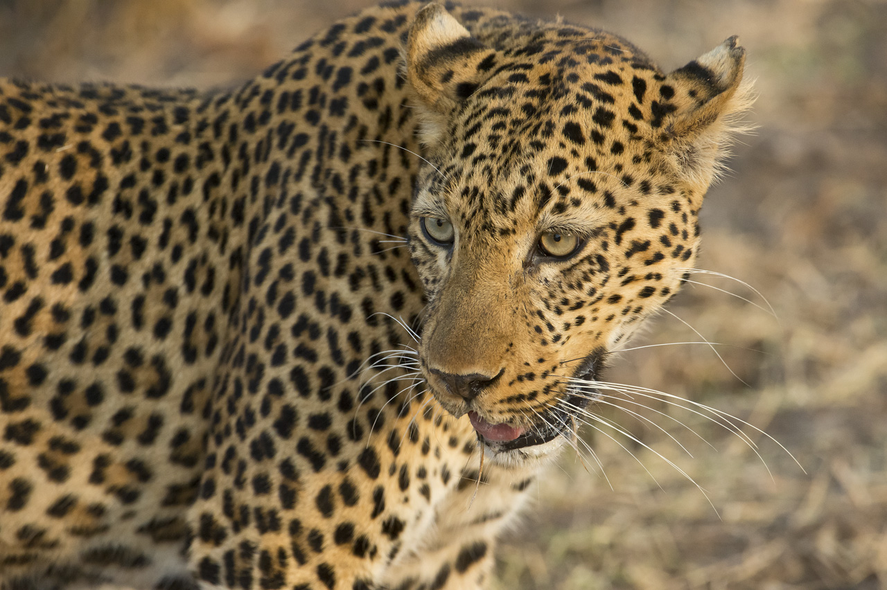 Leopard im Portrait