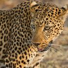 Leopard im Portrait