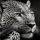 Leopard im  Portrait