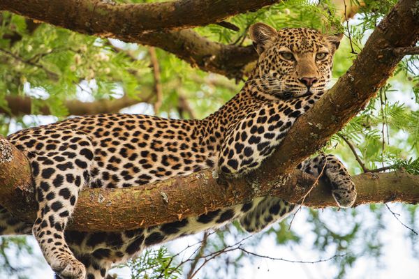  [ Leopard im Queen Elizabeth National Park ]