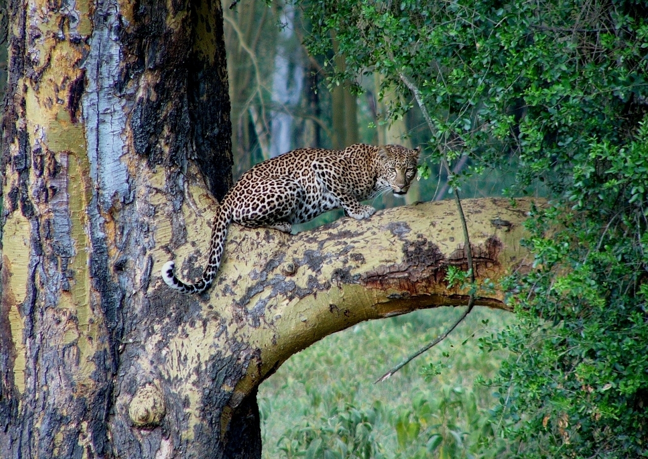 Leopard im Rainforest