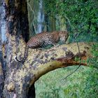 Leopard im Rainforest