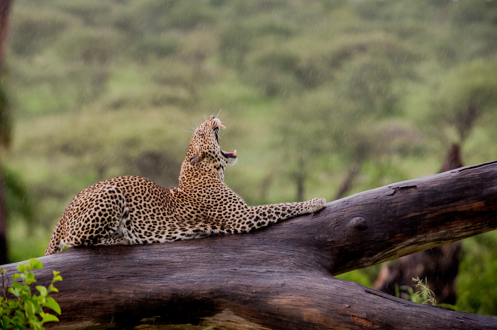 Leopard im Regen Tansania