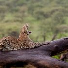 Leopard im Regen Tansania