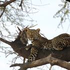 Leopard im Ruaha NP