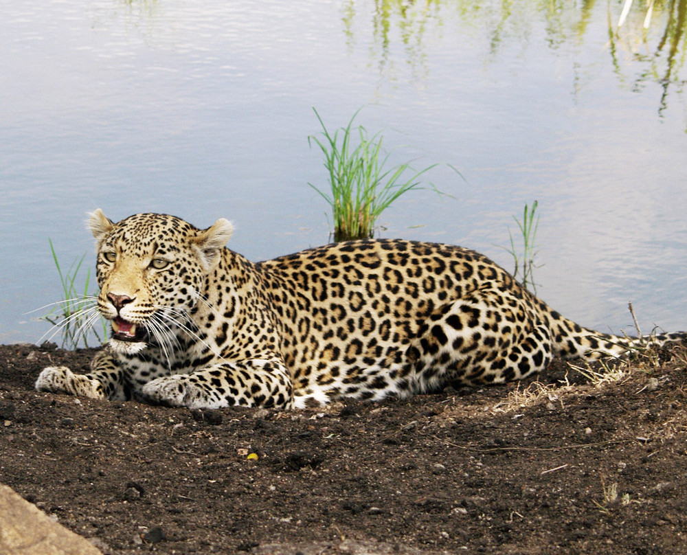 Leopard im SABI SABI Game Reserve