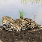 Leopard im SABI SABI Game Reserve