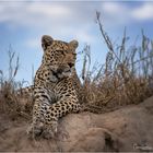Leopard im Sabi Sand