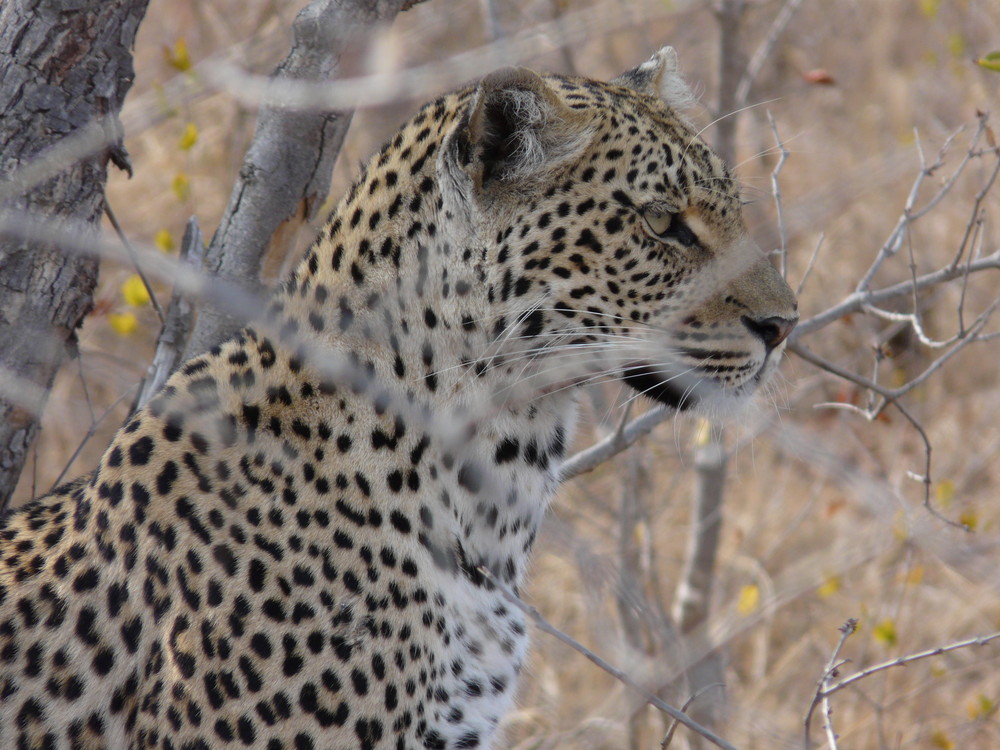 Leopard im Sabie Sand Reserve (FZ18)