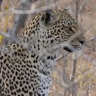 Leopard im Sabie Sand Reserve (FZ18)