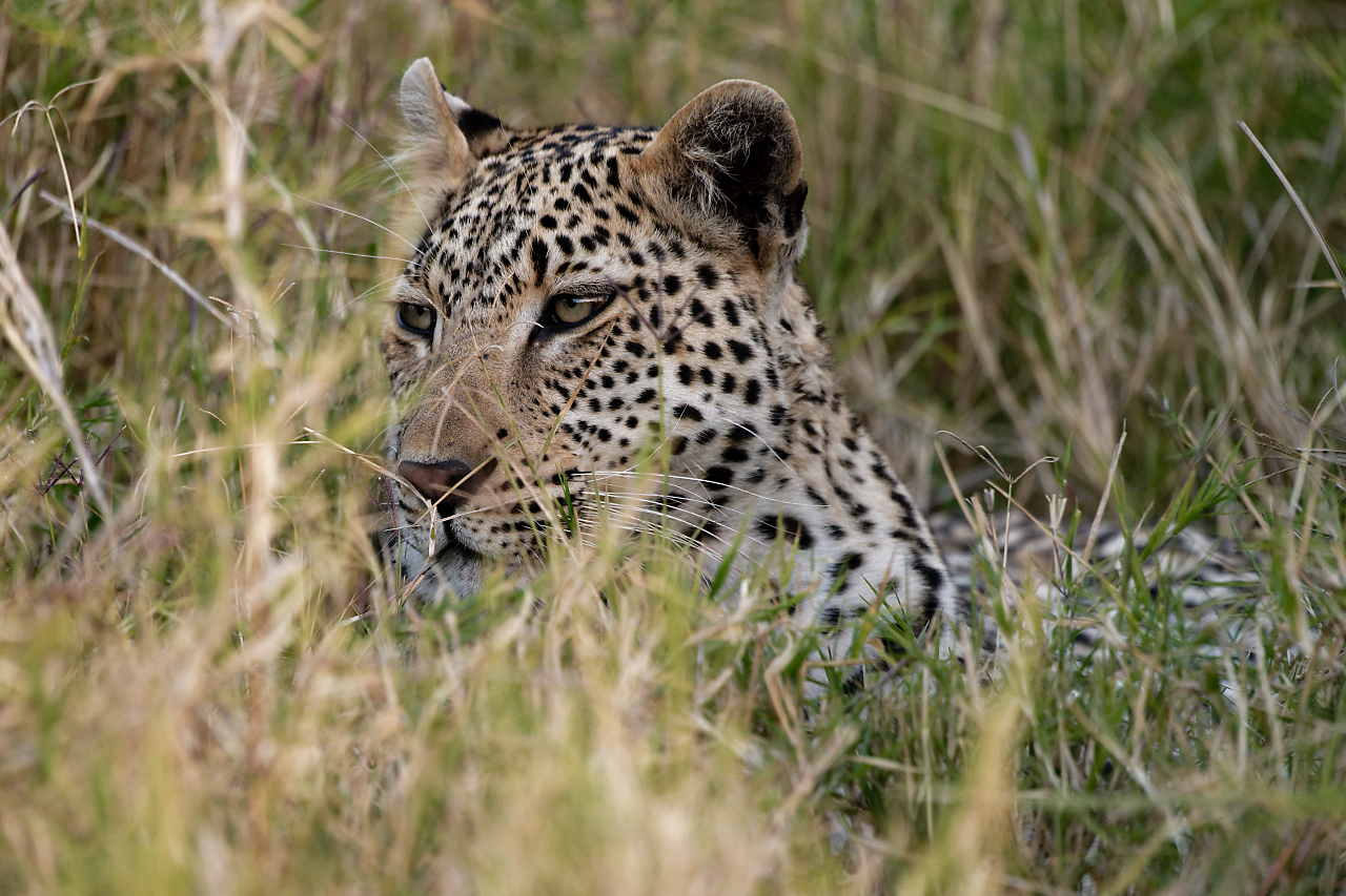 Leopard im Schilf