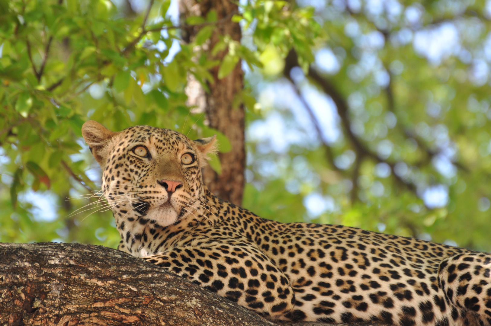 Leopard im South Luangwa