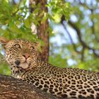 Leopard im South Luangwa