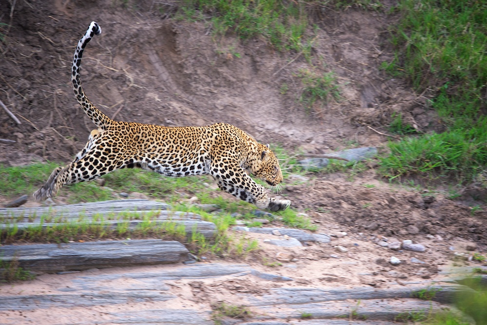 Leopard im Sprung